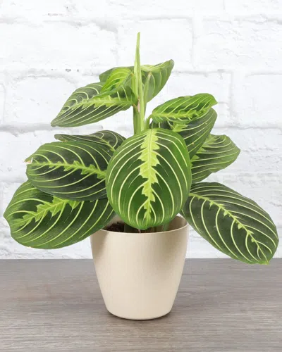 Thorsen's Greenhouse Live Lemon Lime Maranta