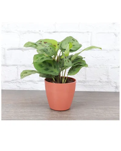 Thorsen's Greenhouse Live Lemon Lime Maranta, Terra Cotta Biodegradable Pot In Red