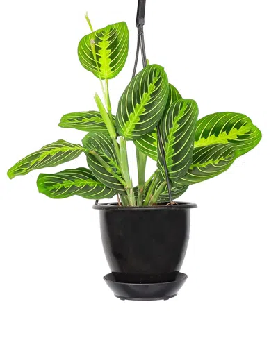 Thorsen's Greenhouse Live Lemon Lime Prayer Plant In Black