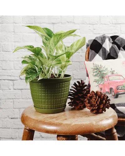 Thorsen's Greenhouse Live Marble Queen Pothosin Festive Green Planter