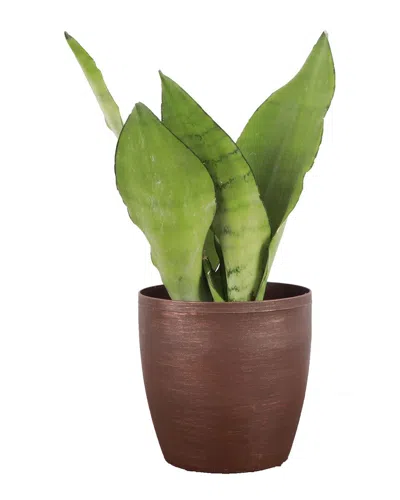 Thorsen's Greenhouse Live Moonshine Snake Plant In Classic Pot In Metallic