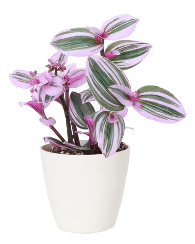 Thorsen's Greenhouse Live Nanouk Tradescantia Plant In Biodegradable Pot In Beige