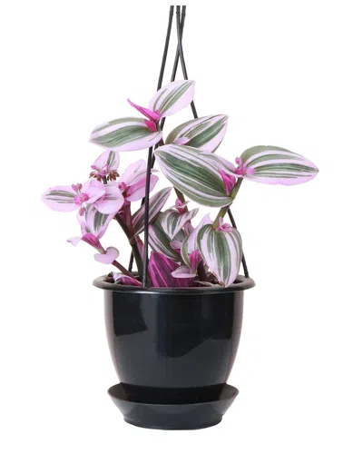 Thorsen's Greenhouse Live Nanouk Tradescantia Plant In Hanging Pot In Black