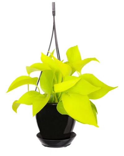 Thorsen's Greenhouse Live Neon Pothos Plant In Hanging Pot In Black