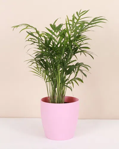 Thorsen's Greenhouse Live Parlor Palm Plant In Classic Pot In Pink