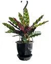 Thorsen's Greenhouse Live Rattlesnake Calathea In Hanging Pot In Black