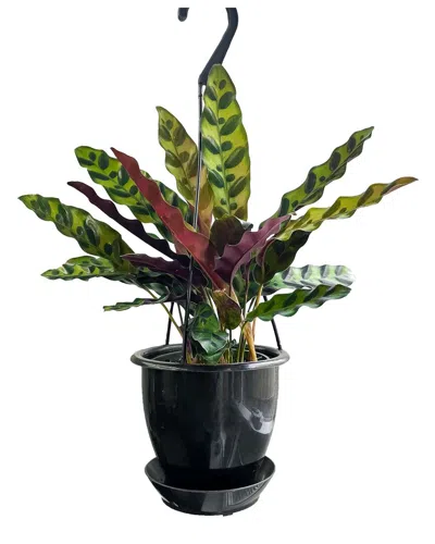 Thorsen's Greenhouse Live Rattlesnake Calathea In Hanging Pot In Black