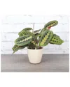 Thorsen's Greenhouse Live Red Maranta In Natural