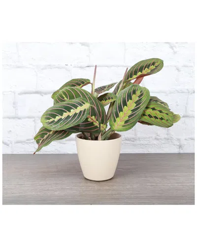 Thorsen's Greenhouse Live Red Maranta In Natural