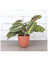 Thorsen's Greenhouse Live Red Maranta, Terra Cotta Biodegradable Pot In Red