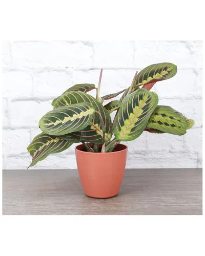 Thorsen's Greenhouse Live Red Maranta, Terra Cotta Biodegradable Pot