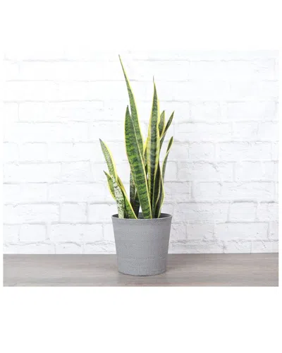 Thorsen's Greenhouse Live Snake Laurentii Plant In Gray