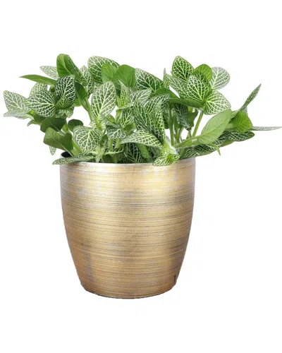 Thorsen's Greenhouse Live White Fittonia Nerve Plant In Classic Pot In Gold
