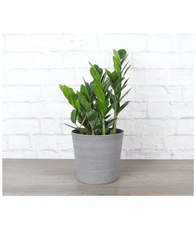Thorsen's Greenhouse Live Zz Plant In Gray