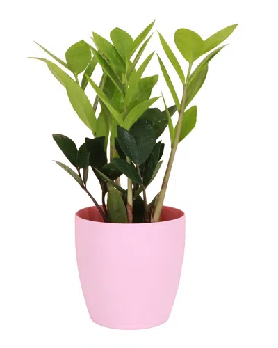Thorsen's Greenhouse Live Zz Plant In Green