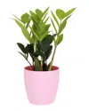 Thorsen's Greenhouse Live Zz Plant In Classic Pot