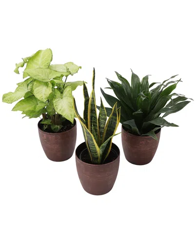 Thorsen's Greenhouse Low Light Houseplant Set In Copper