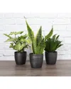 Thorsen's Greenhouse Low-light Plant Set