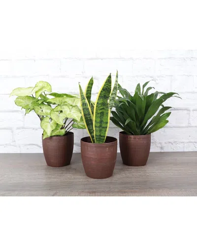 Thorsen's Greenhouse Low-light Plant Set In Brown