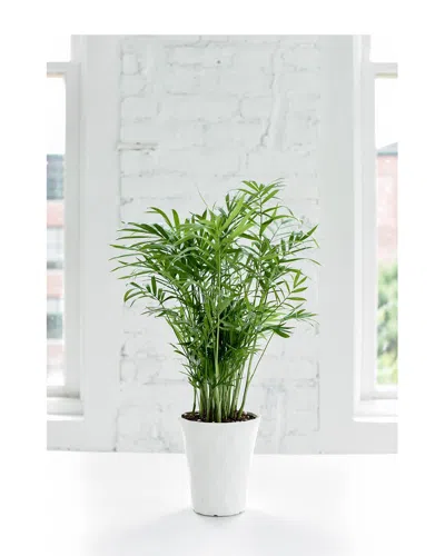 Thorsen's Greenhouse Neantha Bella Palm In Modern White Pot