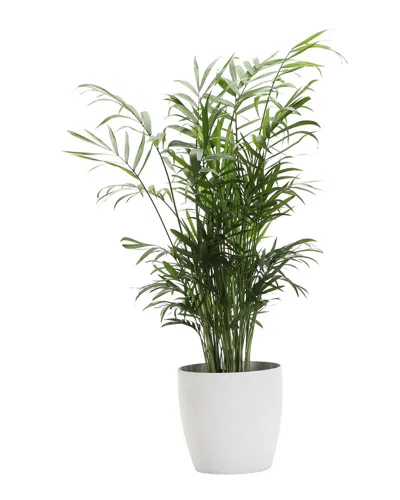 Thorsen's Greenhouse Neantha Bella Palm In Small White Pot