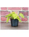 Thorsen's Greenhouse Neon Pothos In Navy Metal Pot