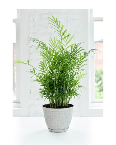 Thorsen's Greenhouse Parlor Palm In Rustic White Stone Pot