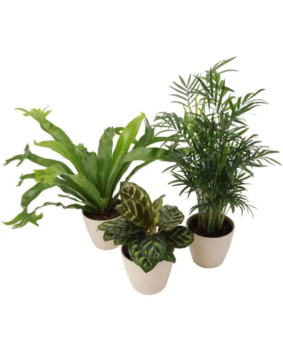 Thorsen's Greenhouse Pet Friendly Houseplant Set In Beige