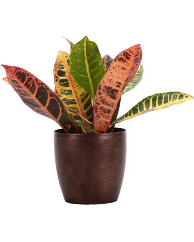 Thorsen's Greenhouse Petra Croton In Small Copper Pot