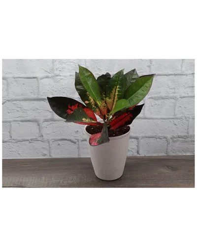 Thorsen's Greenhouse Petra Croton In Small White Pot