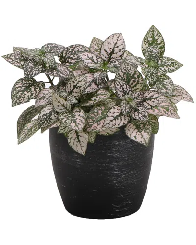Thorsen's Greenhouse Pink Splash In Small Brushed Silver Pot In Black