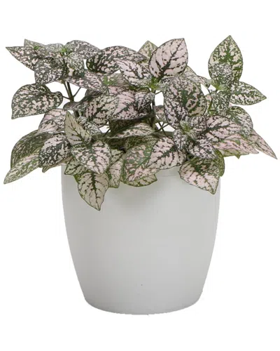 Thorsen's Greenhouse Pink Splash In Small White Pot