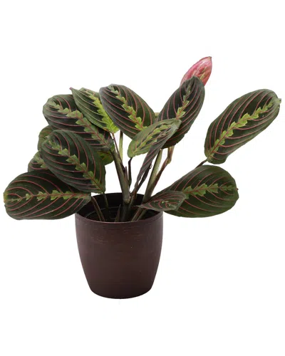 Thorsen's Greenhouse Red Maranta In Copper Pot In Brown