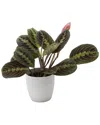 Thorsen's Greenhouse Red Maranta In White Pot