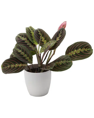 Thorsen's Greenhouse Red Maranta In White Pot