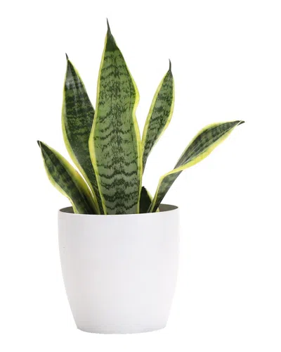 Thorsen's Greenhouse Snake Laurentii In Small White Pot