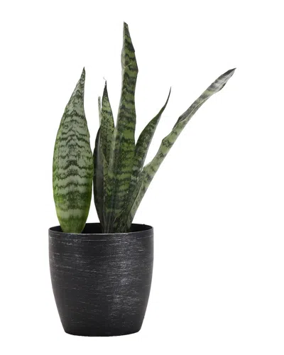 Thorsen's Greenhouse Snake Zeylancia In Small Brushed Silver Pot