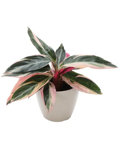 Thorsen's Greenhouse Stromanthe In Biodegradable White Pot