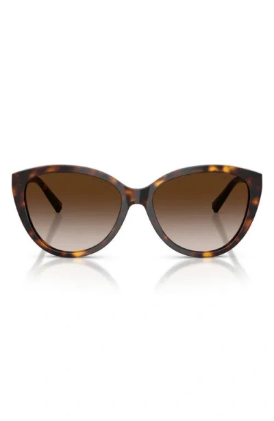 Tiffany & Co . 56mm Cat Eye Sunglasses In Brown