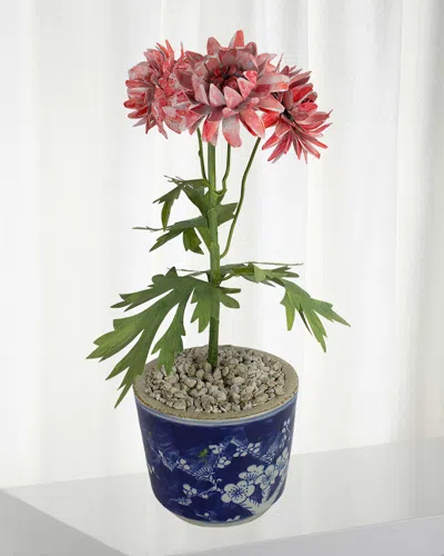 Tommy Mitchell Crysanthemum November Birth Flower In Ceramic Pot In Pink