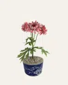 Tommy Mitchell Crysanthemum November Birth Flower In Ceramic Pot In Pink
