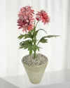 Tommy Mitchell Crysanthemum November Birth Flower In White Terracotta Pot In Multi