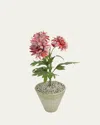 Tommy Mitchell Crysanthemum November Birth Flower In White Terracotta Pot In Pink
