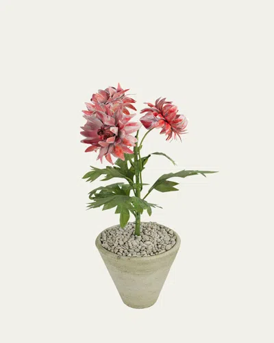 Tommy Mitchell Crysanthemum November Birth Flower In White Terracotta Pot In Green