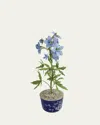 Tommy Mitchell Delphinium July Birth Flower In Ceramic Pot In Blue
