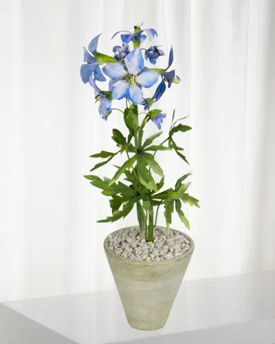 Tommy Mitchell Delphinium July Birth Flower In White Terracotta Pot In Multi