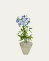 Tommy Mitchell Delphinium July Birth Flower In White Terracotta Pot In Blue