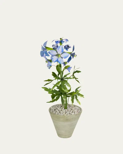 Tommy Mitchell Delphinium July Birth Flower In White Terracotta Pot In Blue