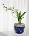 Tommy Mitchell Freesia March Birth Flower In Ceramic Pot In Soft Yellow