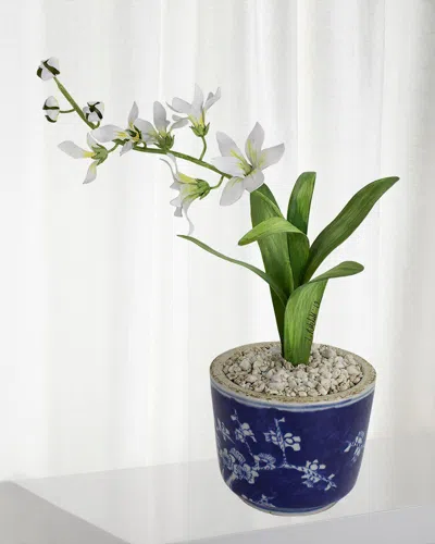 Tommy Mitchell Freesia March Birth Flower In Ceramic Pot In Blue